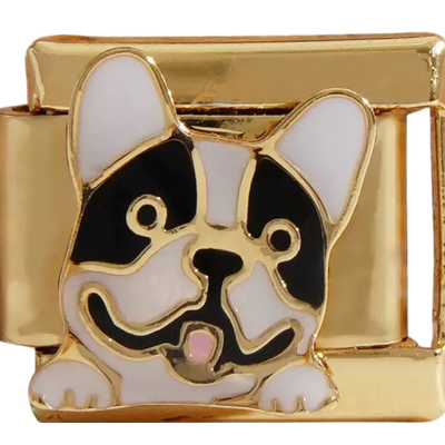 Gold French Bulldog